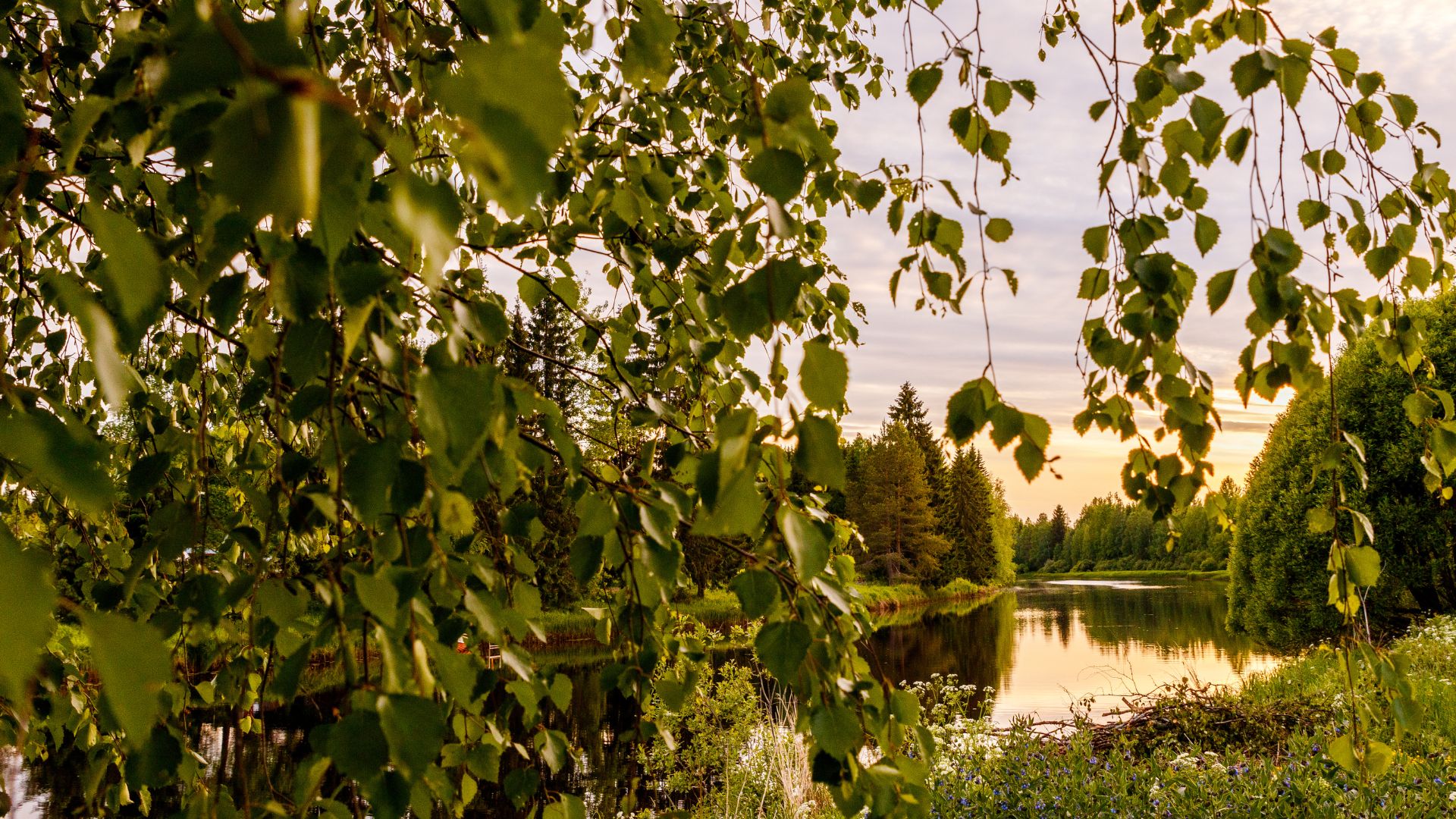 Koivut ja järvi